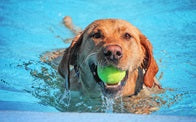 Is BeeRepel Safe for my Dog?